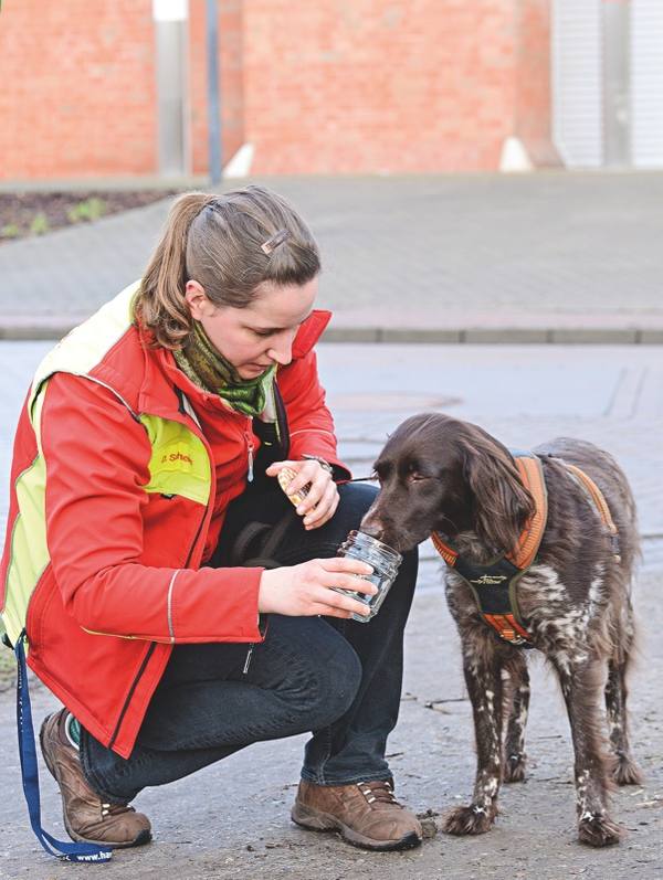 Die als Gehölzpathogenspürhund Münsterländer Hündin Bayala schnüffelt am Glas mit der Geruchsprobe